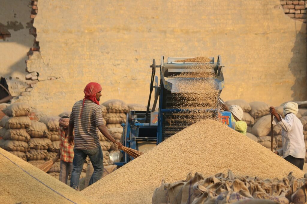 pexels photo 29118168 29118168 Workers operating a grain machine in a rural setting, creating large piles of grains.