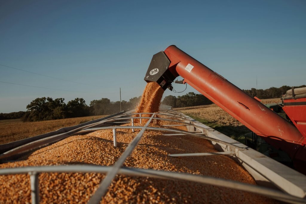 pexels photo 6680151 6680151 Corn harvesting using a grain auger in a sunny field to efficiently transfer grain.